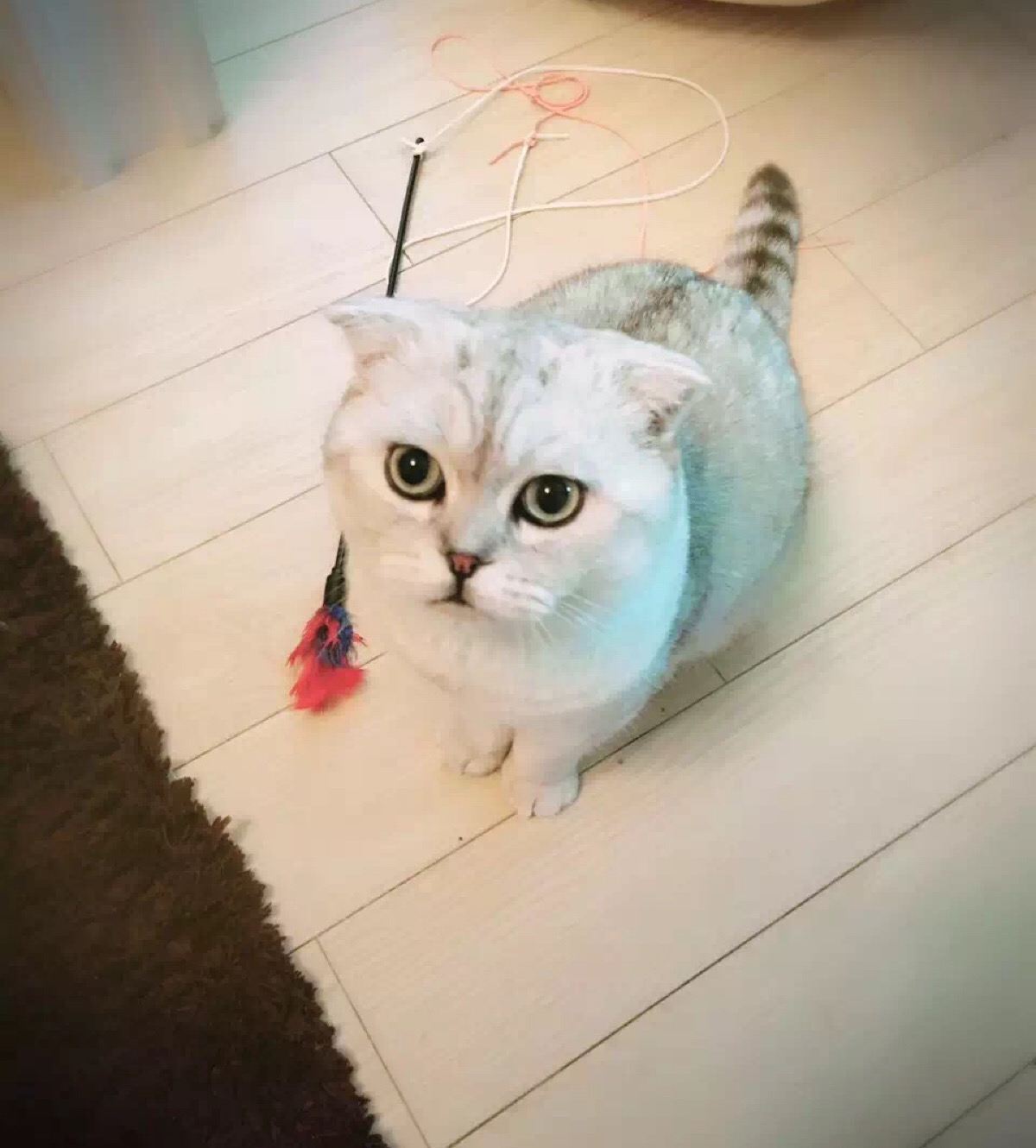 逗逗迪迪_逗逗_英子逗逗逗