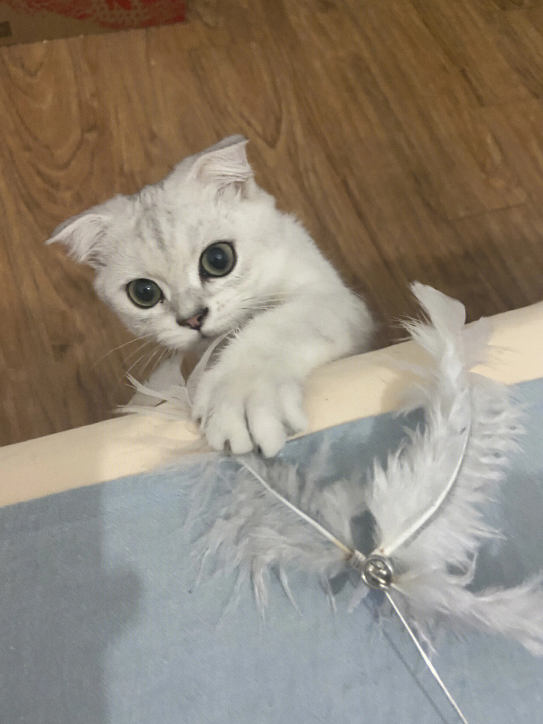 英子逗逗逗_逗逗迪迪_逗逗