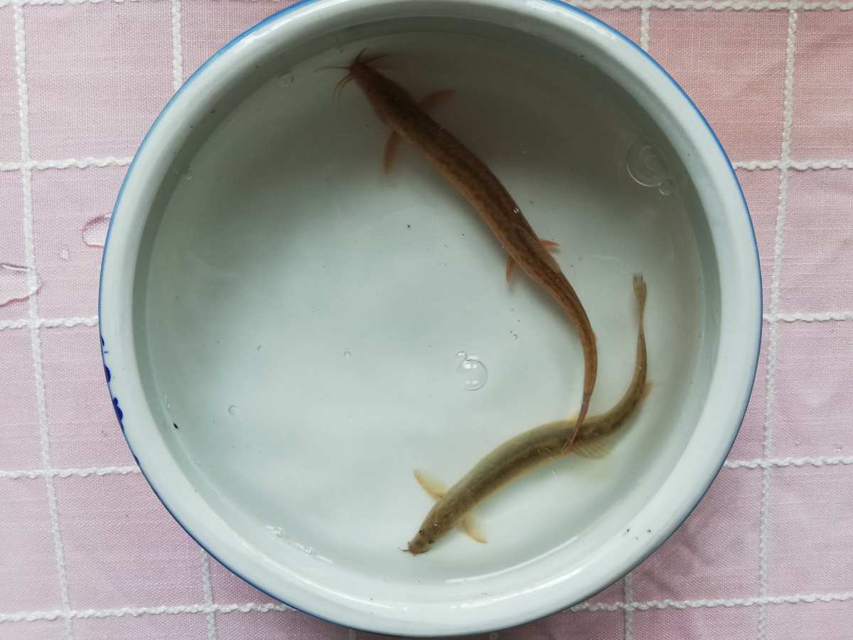 泥泥鳅几级进化_泥泥鳅进化图_泥泥鳅