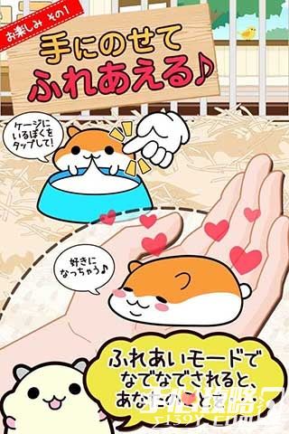 仓鼠养成安卓版手机游戏-仓鼠养成：可爱仓鼠等你来养，超萌互动乐趣揭秘
