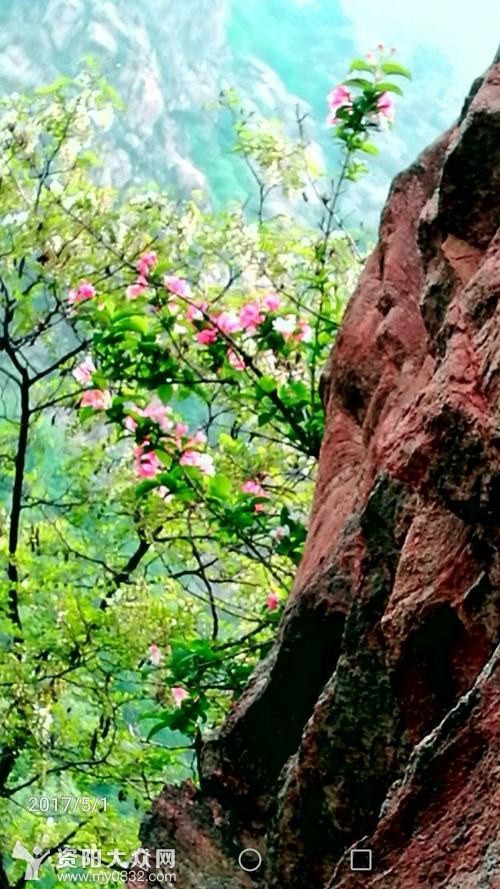 梅花魂梅花的精神_白梅花与红梅花_梅花十三